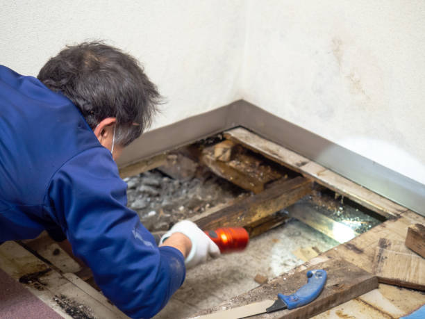 Best Crawl Space Mold Removal  in Cottonwood Shores, TX