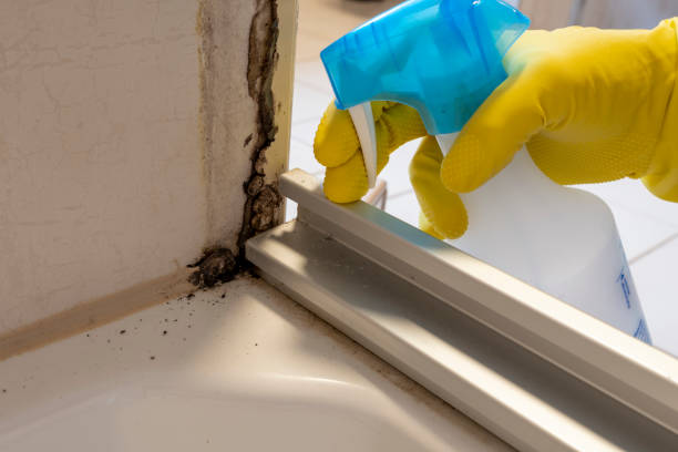 Best Black Mold Removal  in Cottonwood Shores, TX