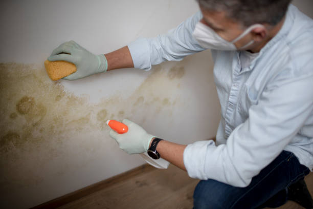 Best Local Mold Removal Service  in Cottonwood Shores, TX