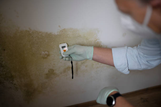 Best Office Mold Removal Services  in Cottonwood Shores, TX