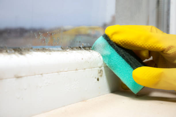 Attic Mold Removal in Cottonwood Shores, TX