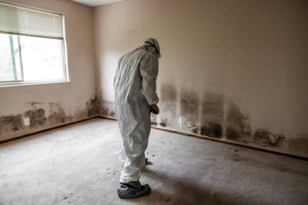 Best Attic Mold Removal  in Cottonwood Shores, TX