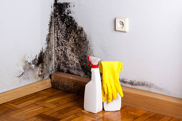 Home Mold Removal in Cottonwood Shores, TX