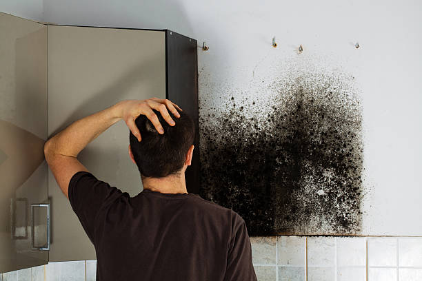 Best Attic Mold Removal  in Cottonwood Shores, TX