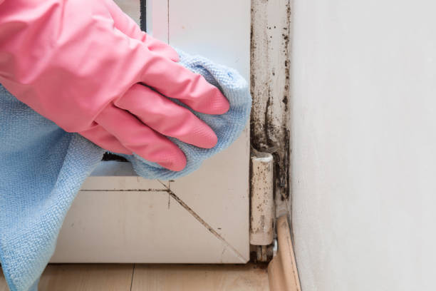 Trusted Cottonwood Shores, TX Mold Removal Experts